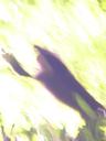 Can you guess what this monkey is doing?